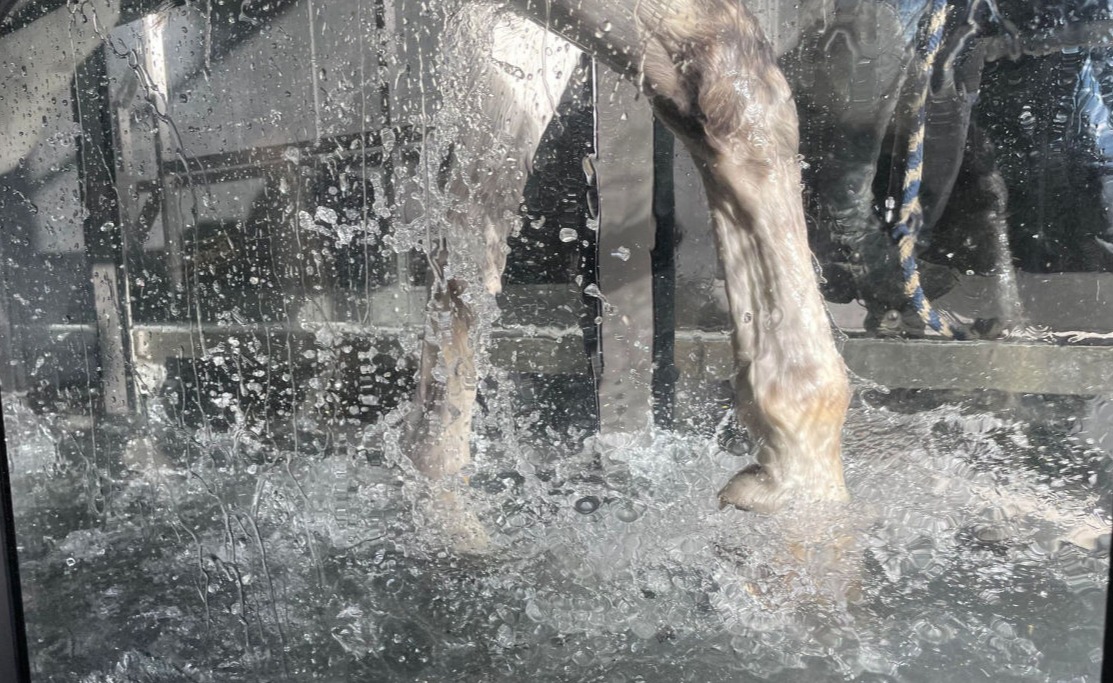 Equine Water Treadmill
