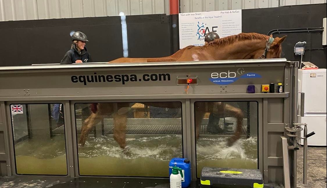 Equine cold therapy treadmill