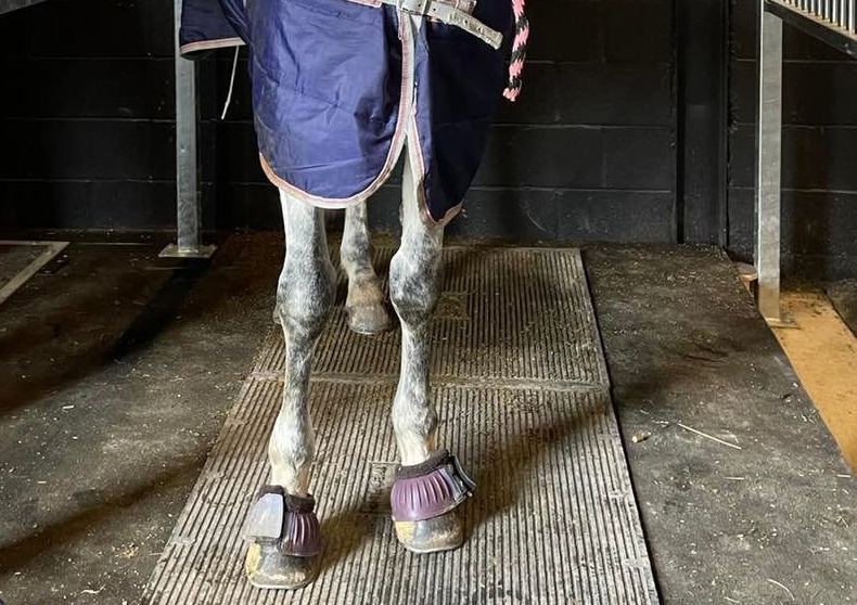 Theraplate equine vibration therapy
